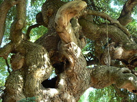 Uvnit stromu u zmeckho sklenku