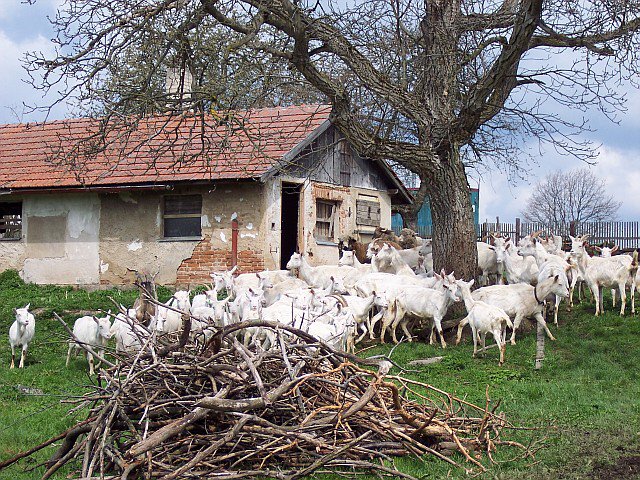 Foto: 10_kozifarmabrezi 