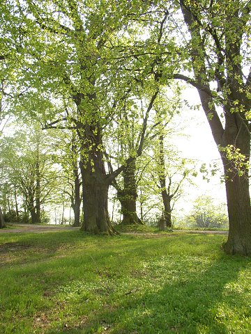 Foto: P5061990 