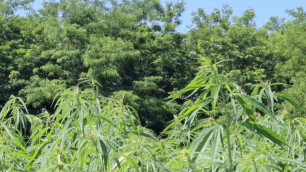 Normální marihuanové pole